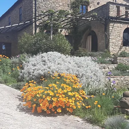 Pergola At Le Pietraie A With Many Flowers Apartment Montecastelli Pisano